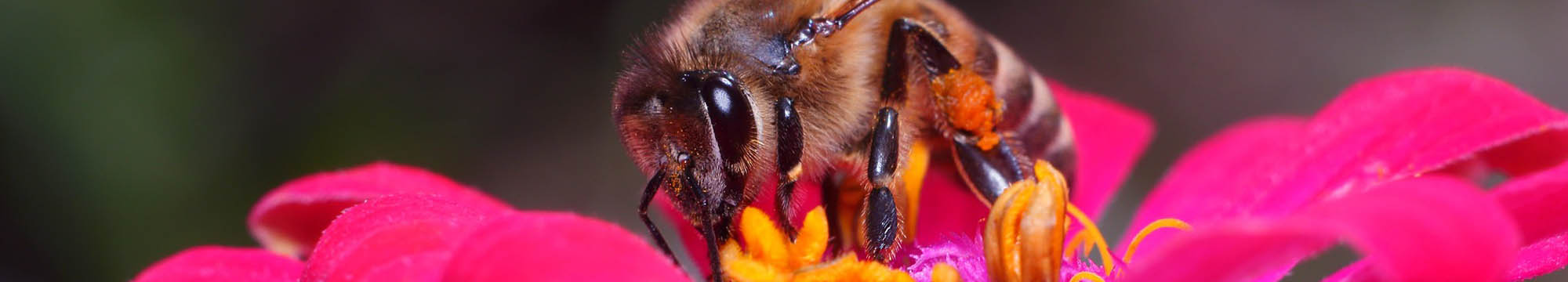 Sarum Bee Supplies Wiltshire bee pollenating