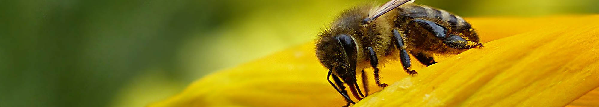 Sarum Bee Supplies Wiltshire worker bees