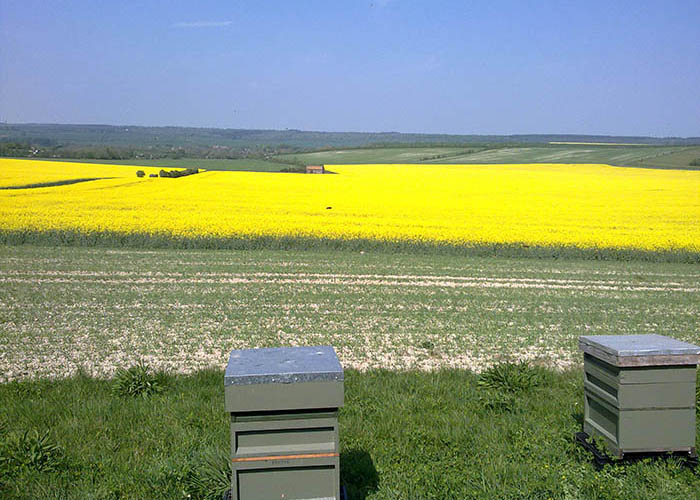 Sarum Bee Supplies Wiltshire gallery image