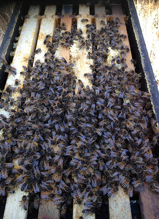 Sarum Bee Supplies Wiltshire