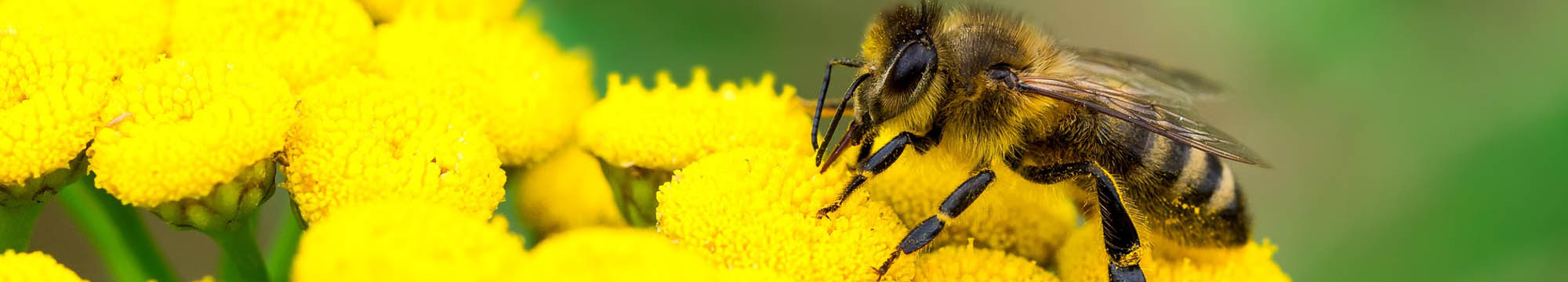Sarum Bee Supplies Wiltshire worker bees