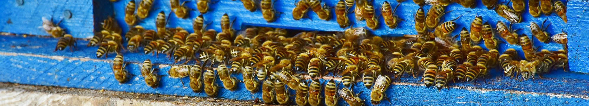 Sarum Bee Supplies Wiltshire bee pollenating
