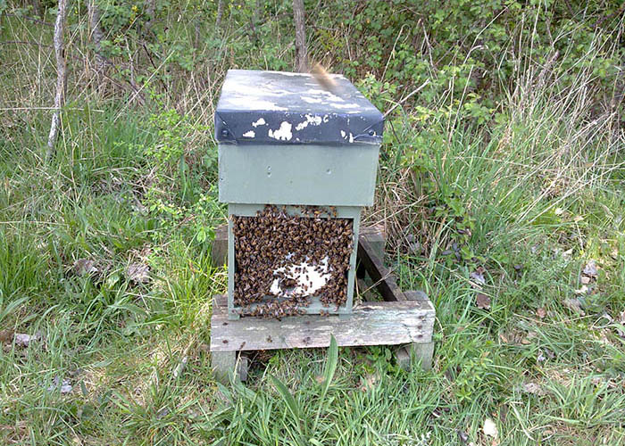 Sarum Bee Supplies Wiltshire gallery image