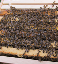 Sarum Bee Supplies Wiltshire